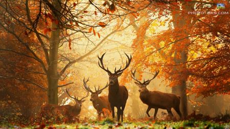 عکس گوزن ها در جنگل پائیزی deers in autumn