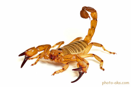 عقرب زرد بیابانی سمی desert scorpion