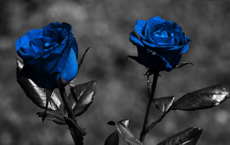 عکس شاخه گل های رز آبی رنگ hd blue rose wallpaper