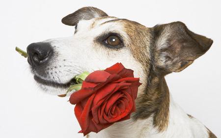 عکس سگ با شاخه گل dog rose flower