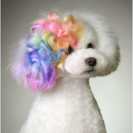 سگ با موهای رنگی dog with colored hair
