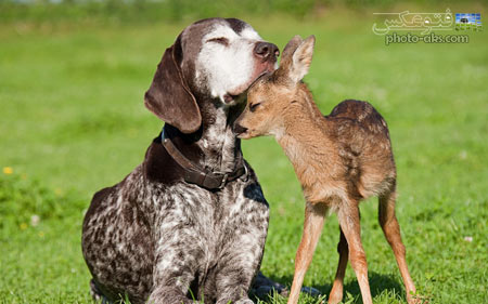 دوستی و محبت در حیوانات deer and dog love