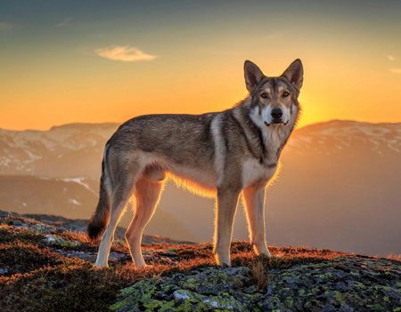 عکس سگ وحشی بالای کوه dog sunset mountains top