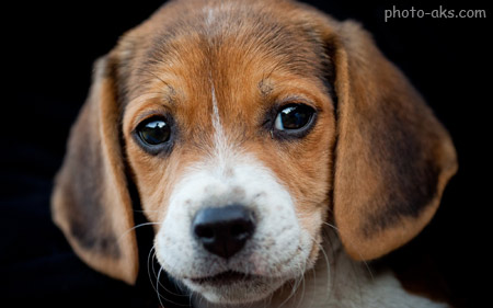عکس سگ نژاد بیگل doge beagle muzzle