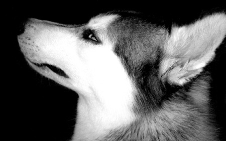 عکس سر و پوزه سگ dog muzzle black white