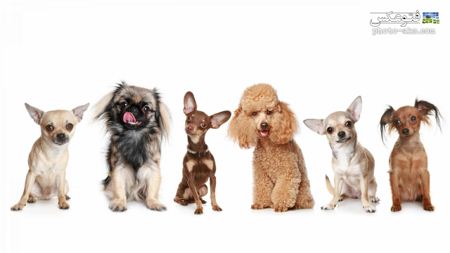 نژاد های مختلف سگ ها dogs wallpapers