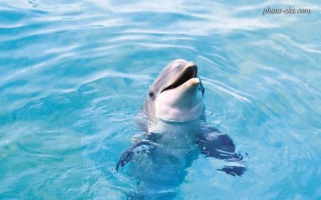 دلفین در استخر dolphin picture