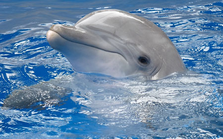 عکس دلفین بیرون از آب dolphin water swin head