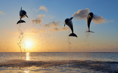 بازی و پرش دلفین ها dolphins jumps