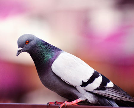 عکس کبوتر آبی زیبا dove bird look