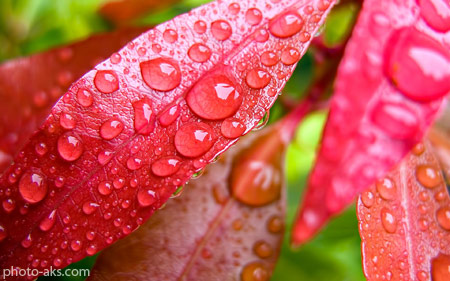 قطرات باران روی برگ قرمز drops on leaf