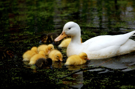 عکس جوجه اردکها کنار مادر duck baby swiming
