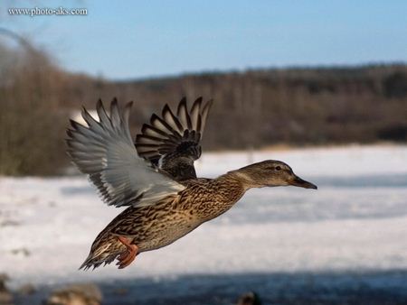 اردک در حال پرواز duck flying