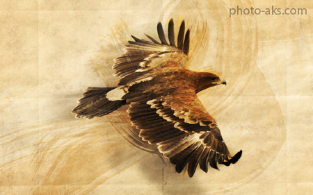 نقاشی پرواز عقای طلایی golden eagle flying
