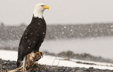 پوستر پرنده عقاب زیبا eagle snow