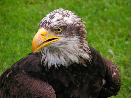 عکس باشکوه عقاب درنده eagle bird wallpaper