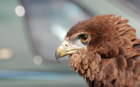 عقاب با منقار درنده eagle bird predator beak