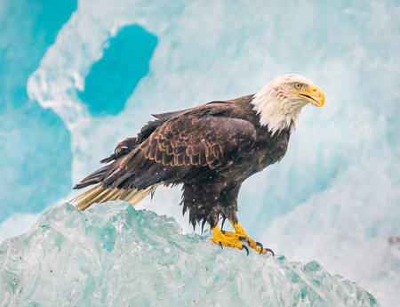 عکس پرنده عقاب درنده روی کوه یخ eagle bird ice