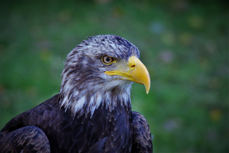 عکس عقاب پرنده شکاری درنده eagle bird predator
