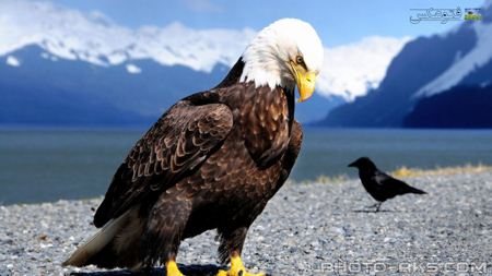 زیباترین عکس عقاب eagle photo gallery