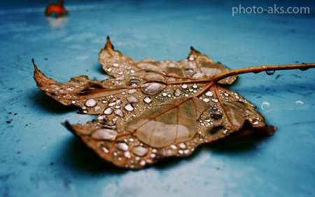 برگ خشکیده زیر باران leaf in rain