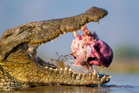 آرواره های تمساح در حال خوردن گوشت eat corocodile
