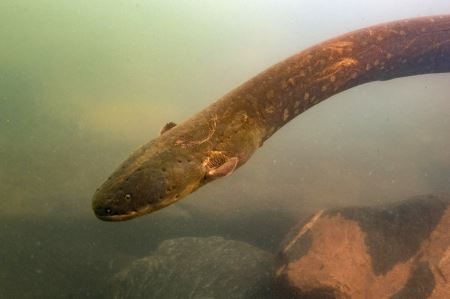 عکس مار ماهی الکتریکی electric eel