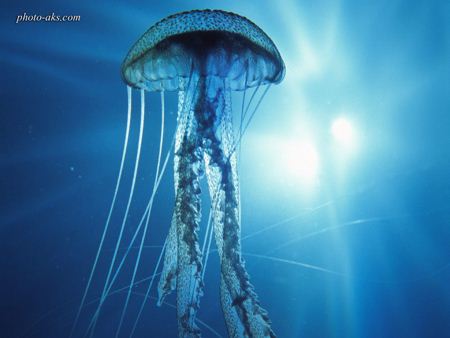 عروس دریایی  electric jellyfish