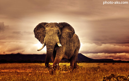 سایت عکس فیل ها elephant africa wallpapers