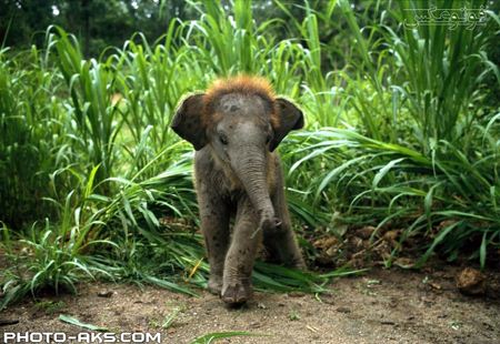 بچه فیل کوچولو cute elephant baby