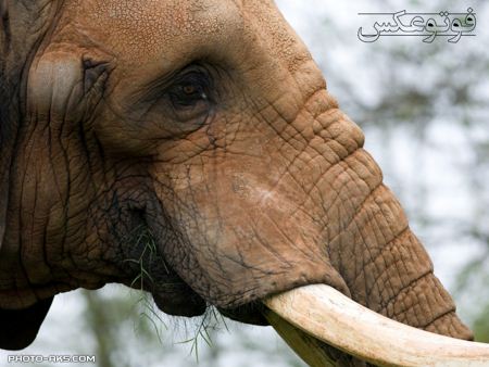 نمای نزدیک فیل close up elephant