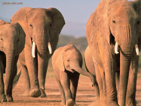 خانواده فیل های آفریقایی african elephant