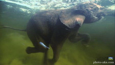 فیل آسیایی در حال شنا asian elephant in watter