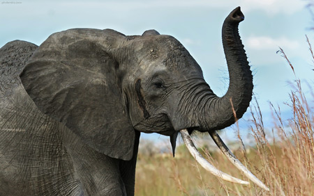عکس فیل افریقایی با عاج بلند elephant tusks africa