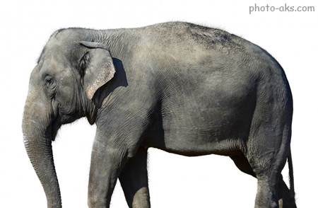عکس فیل بزرگ آسیایی elephant asian image