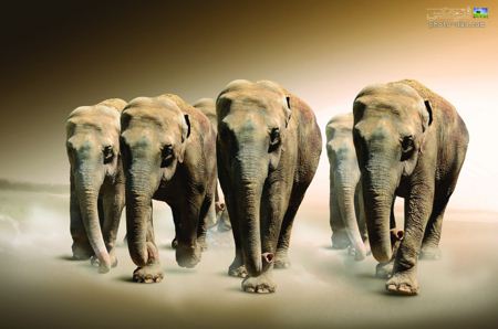 پوستر جالب ار حمله فیل ها elephant hd wallpaper