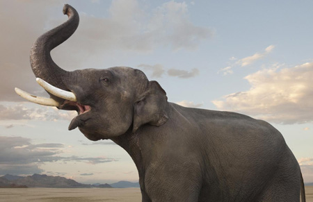 ابراز احساسات فیل بزرگ آسیایی elephant show emotion