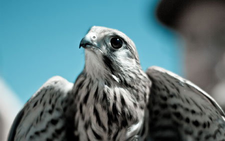 عکس پرنده شاهین سفید falcon bird beak