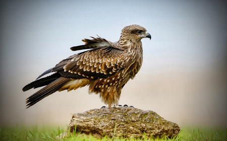 عکس زیبا پرنده شاهین روی سنگ falcon on stone