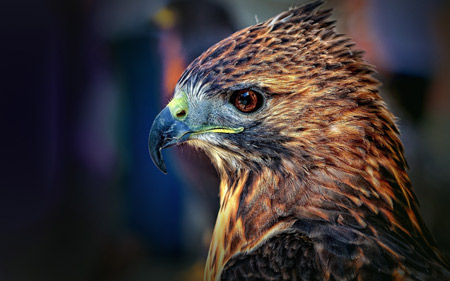 عکس شاهین با منقار درنده falcon bird beak predator
