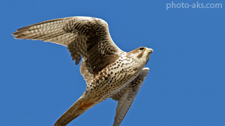 عکس پرواز پرنده شاهین falcon bird flying