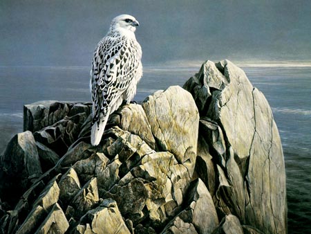 شاهین سفید روی صخره falcon on rock