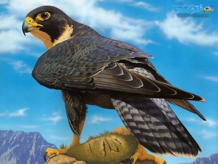 زیباترین والپیپر شاهین شکاری best falcon wallpaper