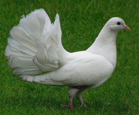 کبوتر دم چتری سفید white fantail pigeon
