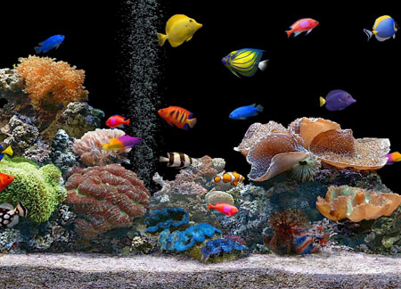 پس زمینه زیبا ماهی های آکواریومی fish underwater colorful