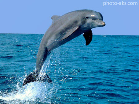 عکس پرش دلفین روی آب دریا fish jump wallpaper