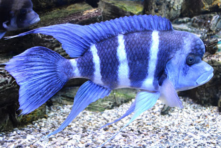 عکس ماهی آکواریومی راهراه آبی aquarium striped blue fish