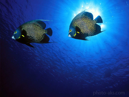 ماهی های زینتی در زیر دریا fishes underwater
