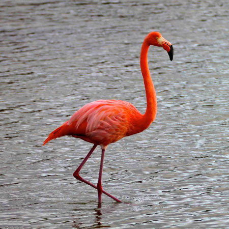 عکس پرنده فلامینگو flamingo wallpaper