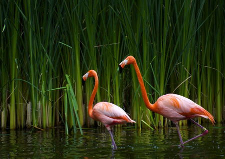 دانلود پوستر زیبا فلامینگو ها flamingos bird